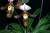Paph. tranlienianum